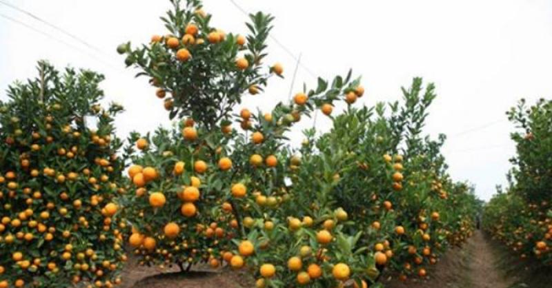 Cách tỉa cành cây quất trong chậu sau tết đúng kỹ thuật để cây phát triển khỏe mạnh