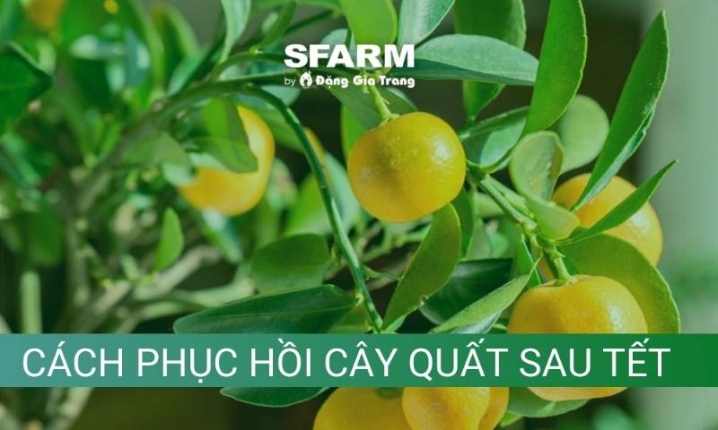Hướng dẫn thay chậu và đất mới cho cây quất cảnh sau tết giúp cây phục hồi nhanh