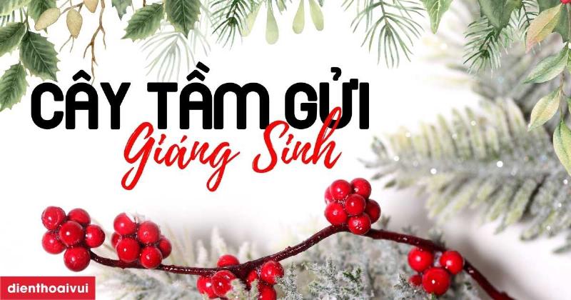 Vòng nguyệt quế Giáng Sinh treo trên cửa nhà với nơ đỏ, quả mọng và cành thông, biểu tượng của sự chào đón và lễ hội