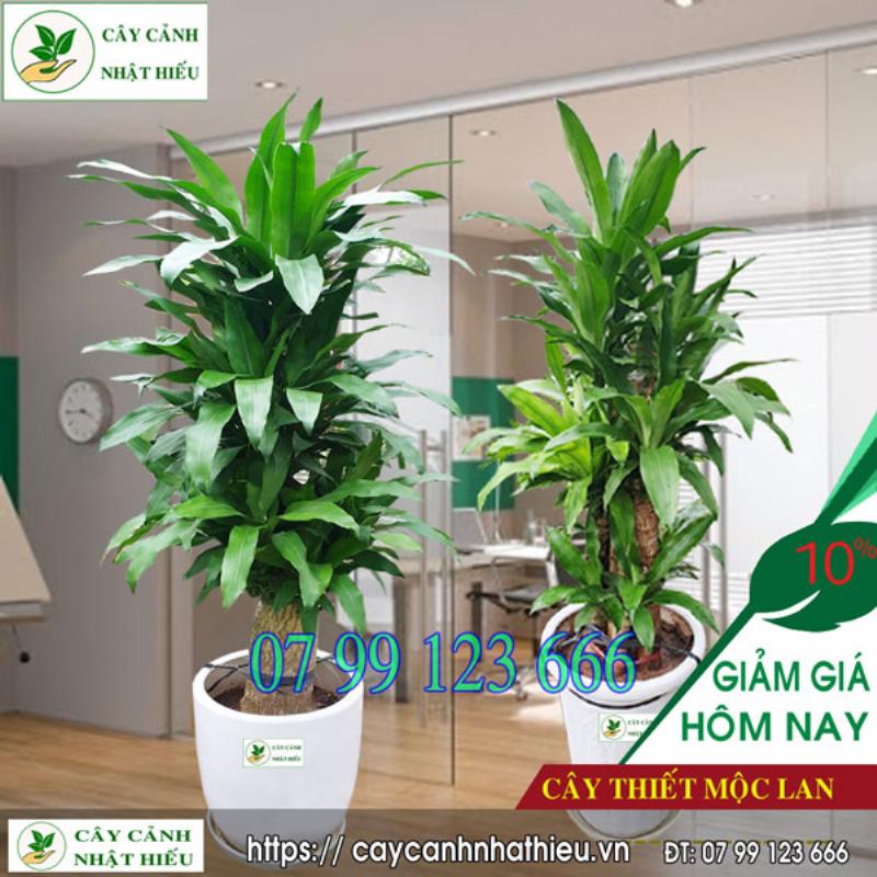 Hình ảnh cây Phát Lộc may mắn dành cho người tuổi Canh Thân mệnh Mộc