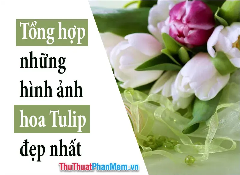 Hinh anh canh dong hoa tulip mau sac ruc ro bat ngan