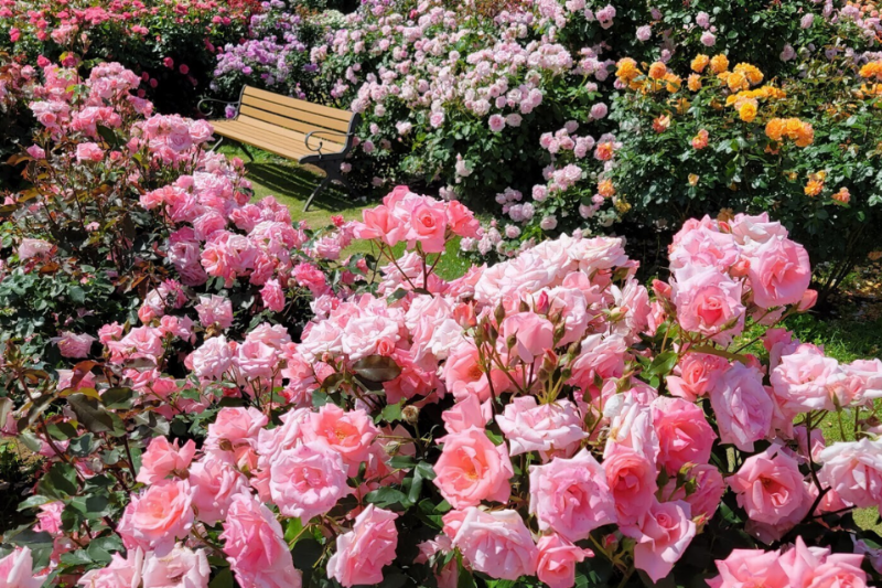 Hinh hoa tulip nhieu bong tren mot canh tao ve dep day dan phong phu