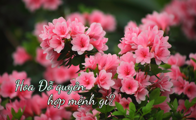 Những bông hoa cẩm chướng màu đỏ rực rỡ tươi tắn tượng trưng cho tình yêu sâu đậm phù hợp cho người mệnh Hỏa 1986