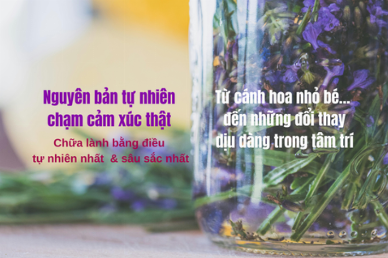Hoa và hương thơm tự nhiên giúp cải thiện phong thủy và năng lượng cá nhân