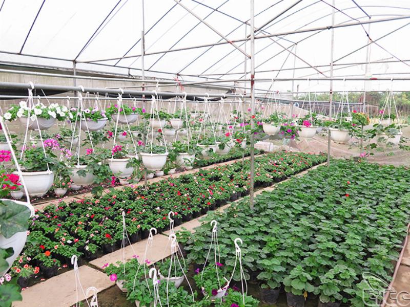 Người nông dân chăm sóc hoa tươi cẩn thận từng chút một tại vườn Thanh Thảo
