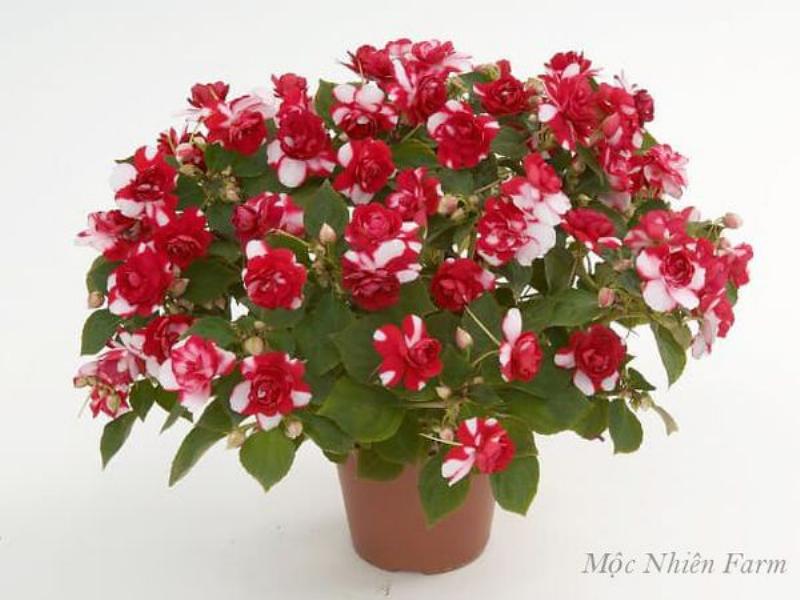 Nước tưới hoa tươi tại vườn Thanh Thảo, đảm bảo sự phát triển tốt nhất cho từng đóa hoa