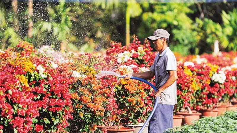 Công nhân đang tỉ mỉ chăm sóc những luống hoa trong một nhà kính rộng lớn, thể hiện quy trình chăm sóc hoa quy mô công nghiệp để đạt sản lượng cao.