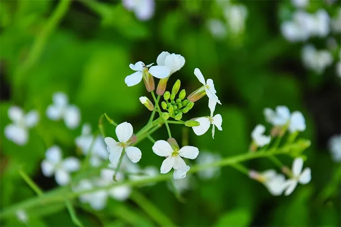 Toàn cảnh cánh đồng hoa cải trắng bạt ngàn