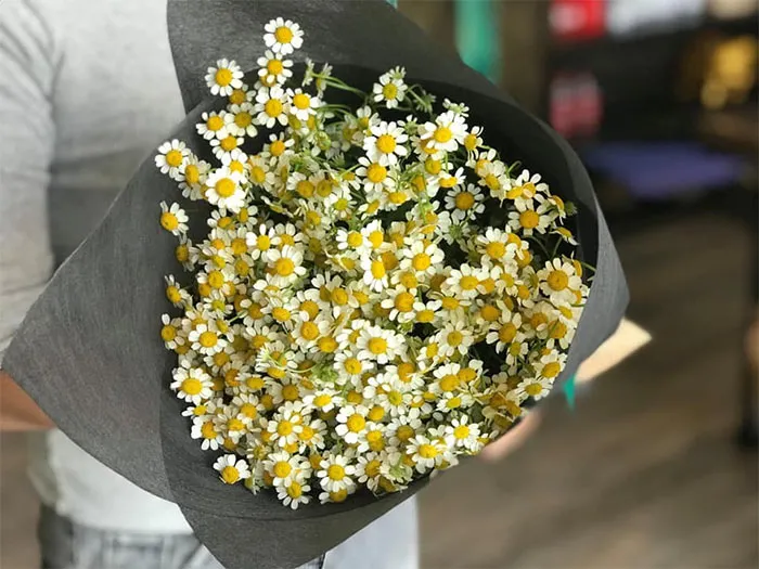 Cánh đồng hoa cúc tana trắng muốt, nhỏ xinh