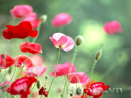 Vẻ đẹp độc đáo của hoa Anh Túc