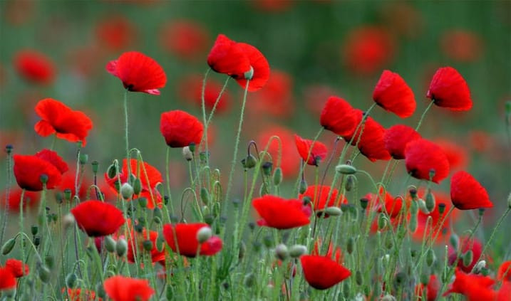 Cánh đồng hoa thuốc phiện rộng lớn