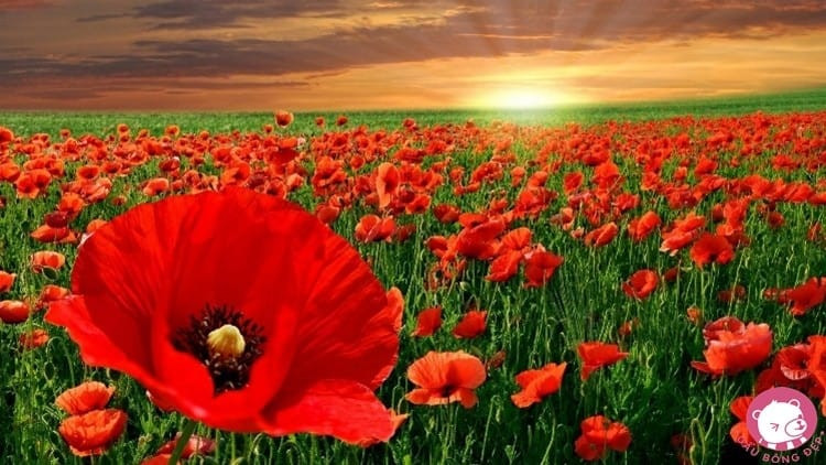 Hoa Anh Túc với cánh hoa mỏng manh