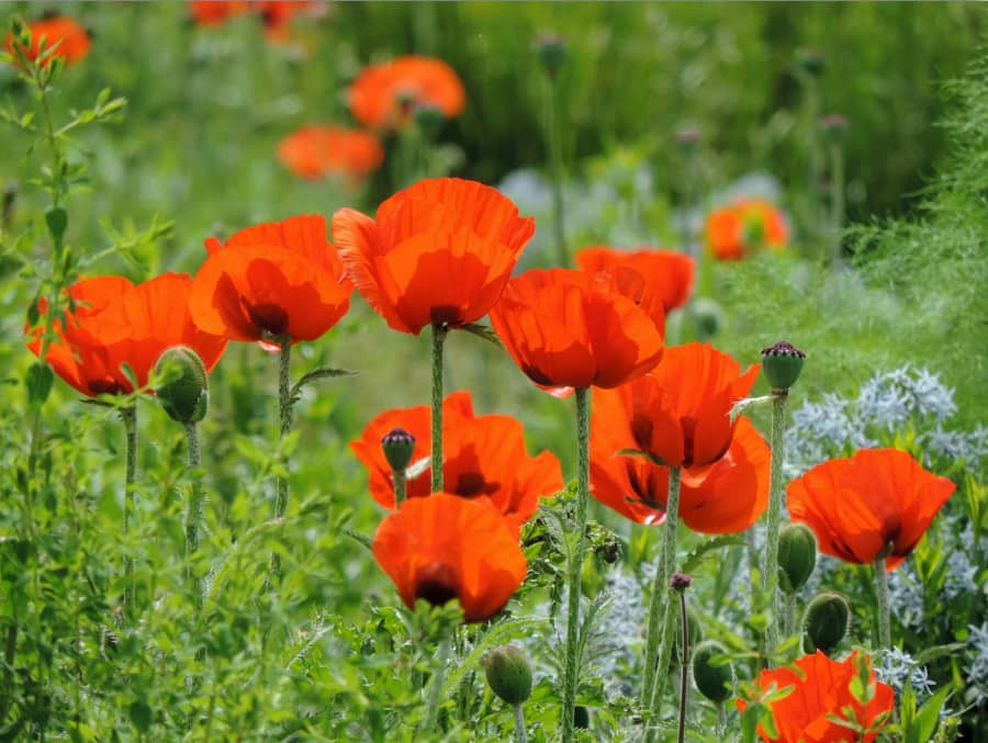 Bông hoa Anh Túc nở rộ với nhiều cánh