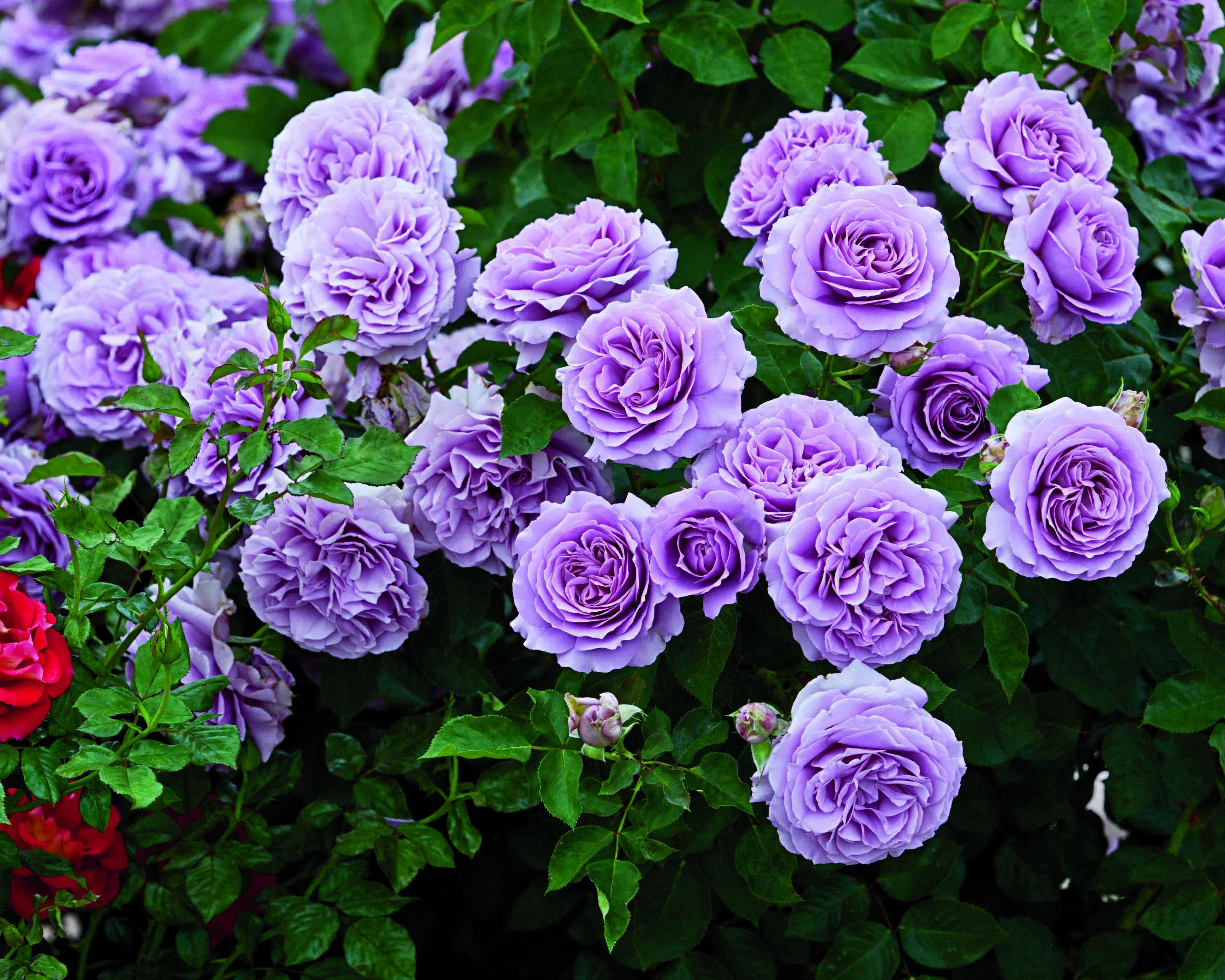 Hoa hồng tím với vẻ đẹp lãng mạn và câu chuyện tình buồn