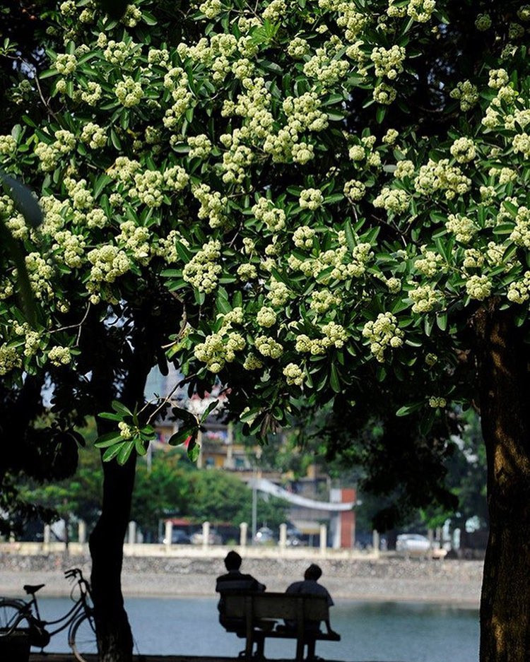 Hoa sữa quen thuộc với người Hà Nội