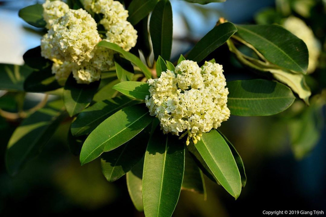 Hoa sữa là đặc sản mùa thu của Hà Nội