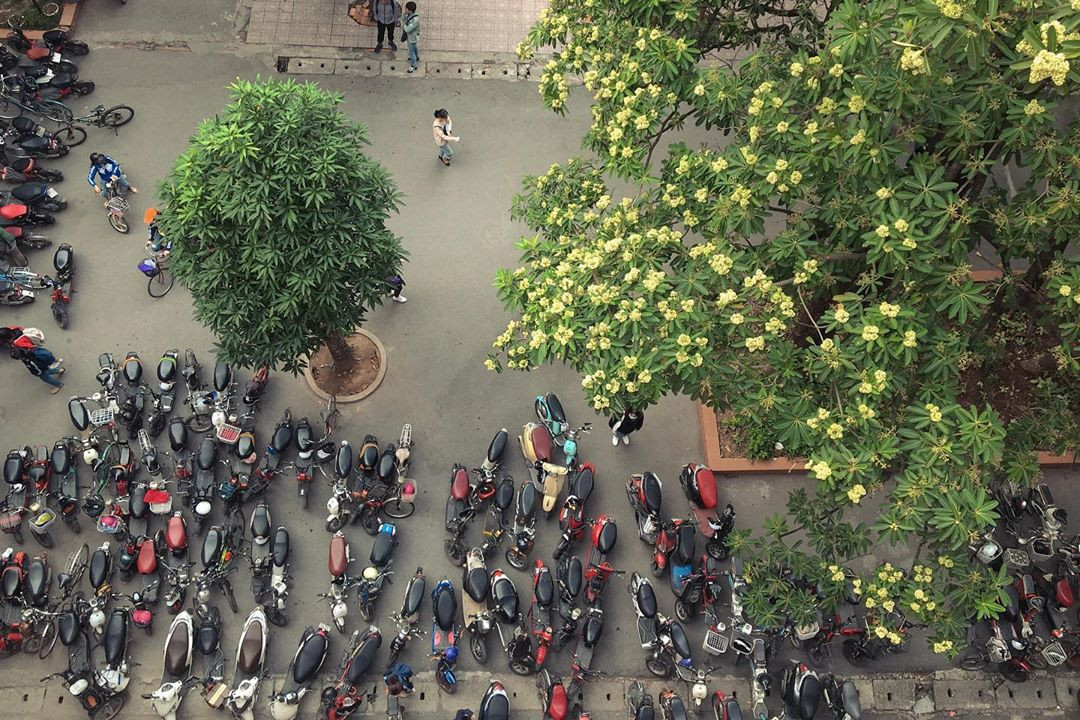 Hoa sữa có mùi thơm giống với hoa dạ lý hương