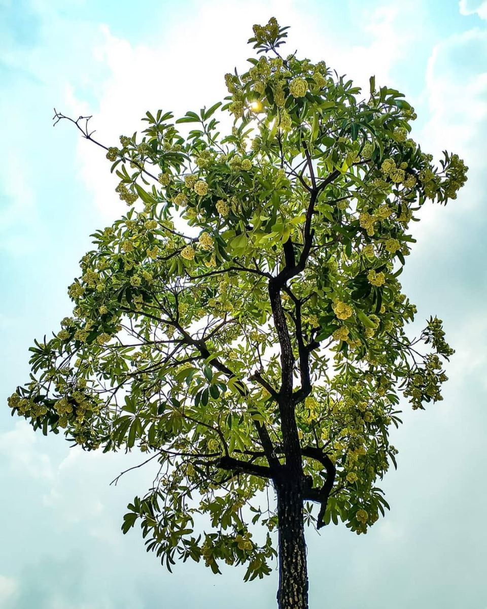 Chùm hoa sữa đầu mùa nở rộ