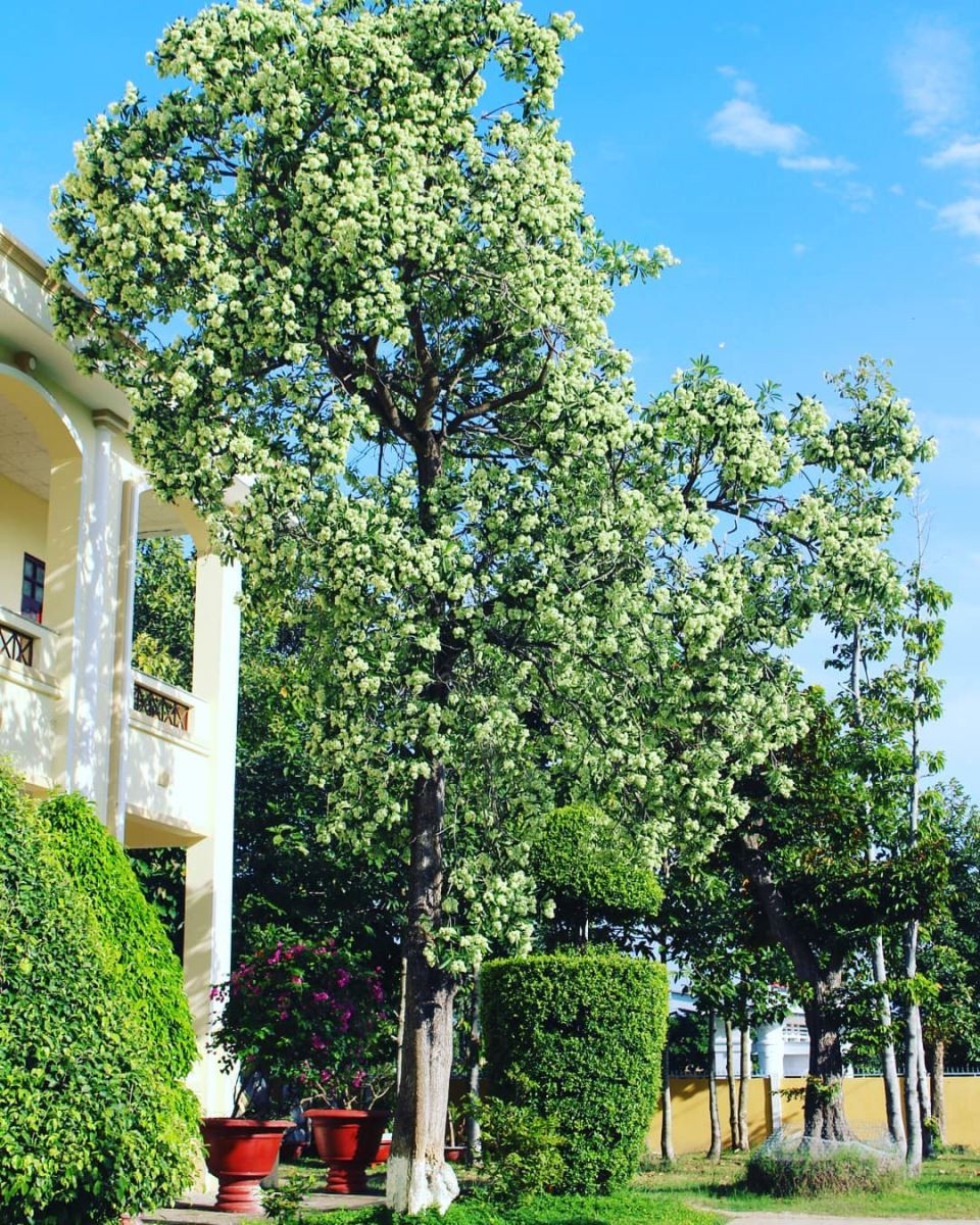 Sắc trắng và hương thơm nồng nàn của hoa sữa gợi nhớ Hà Nội