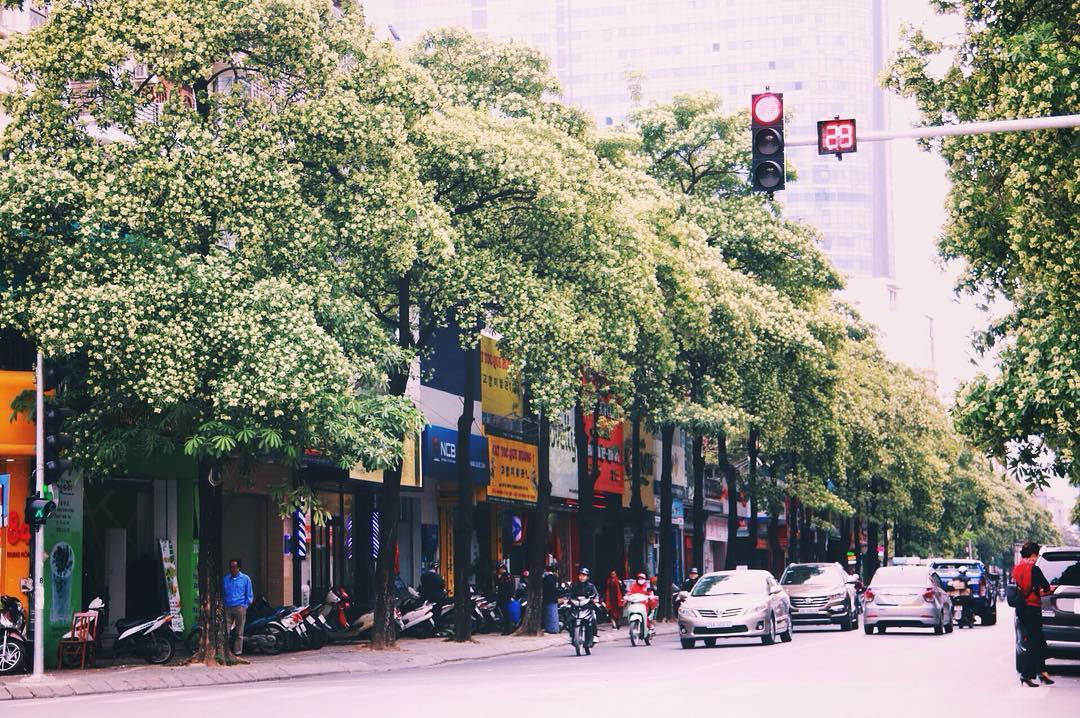 Hoa sữa là biểu tượng mùa thu Hà Nội