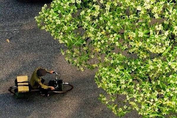 Từng chùm hoa sữa nhỏ xinh, trắng muốt tinh khôi