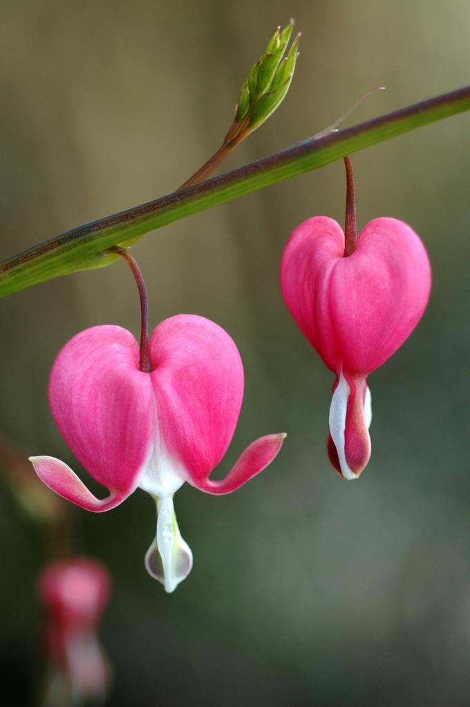 Thiên sơn tuyết liên - loài hoa hiếm và quý giá giữa vùng tuyết trắng