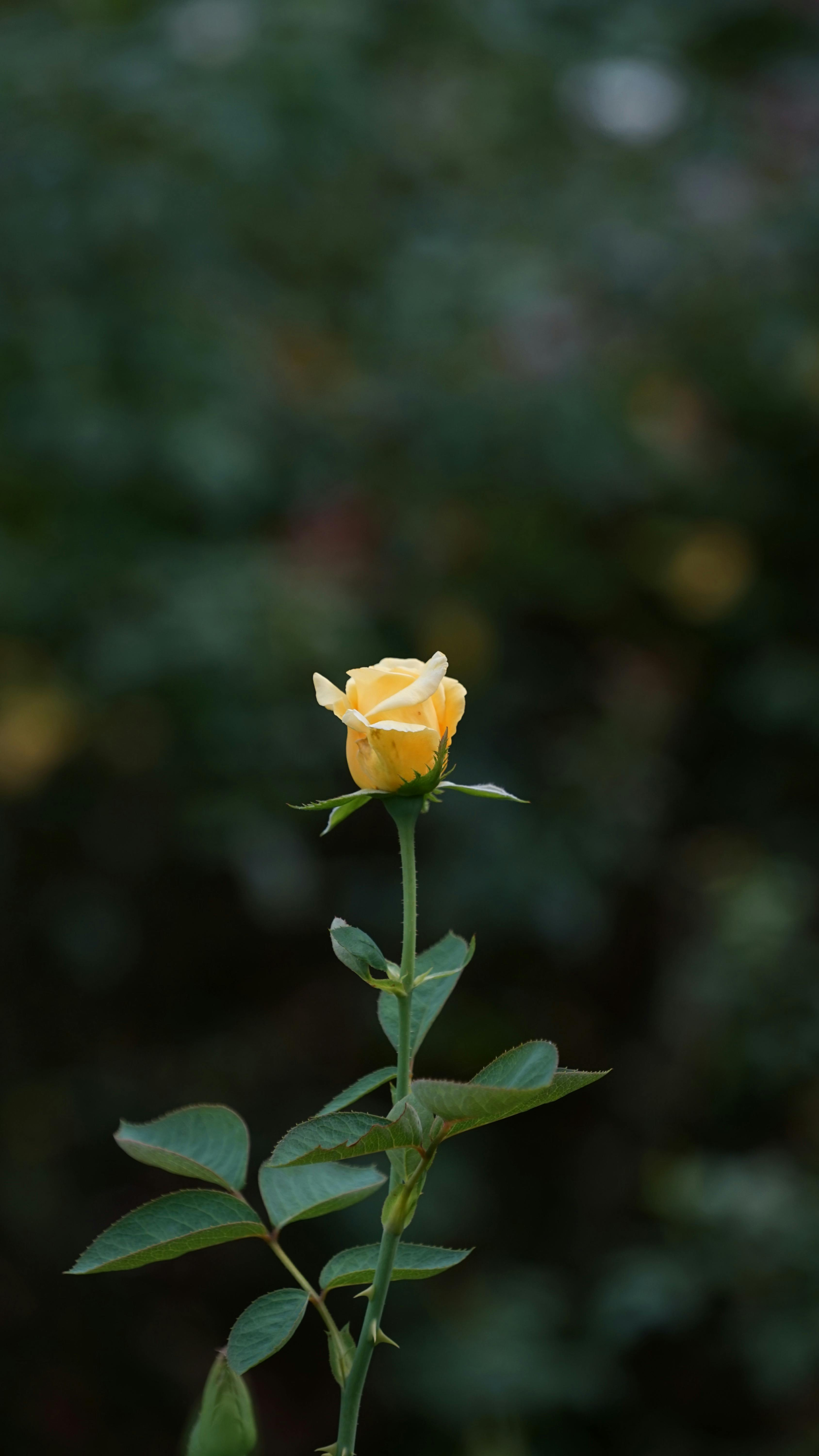 Bông hoa hồng vàng rực rỡ dưới ánh sáng dịu nhẹ