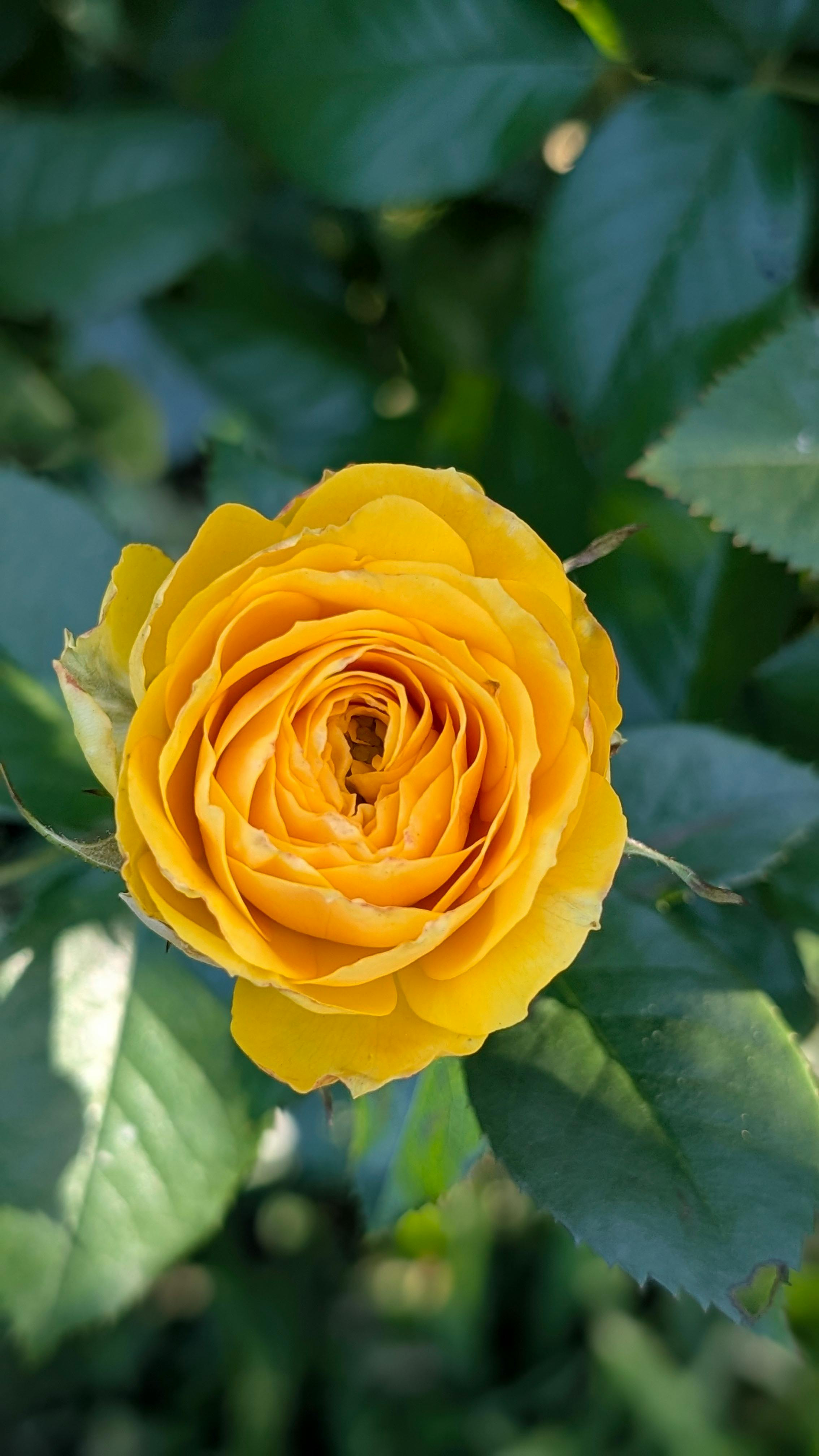 Cận cảnh bông hoa hồng vàng rực rỡ giữa tán lá xanh tươi