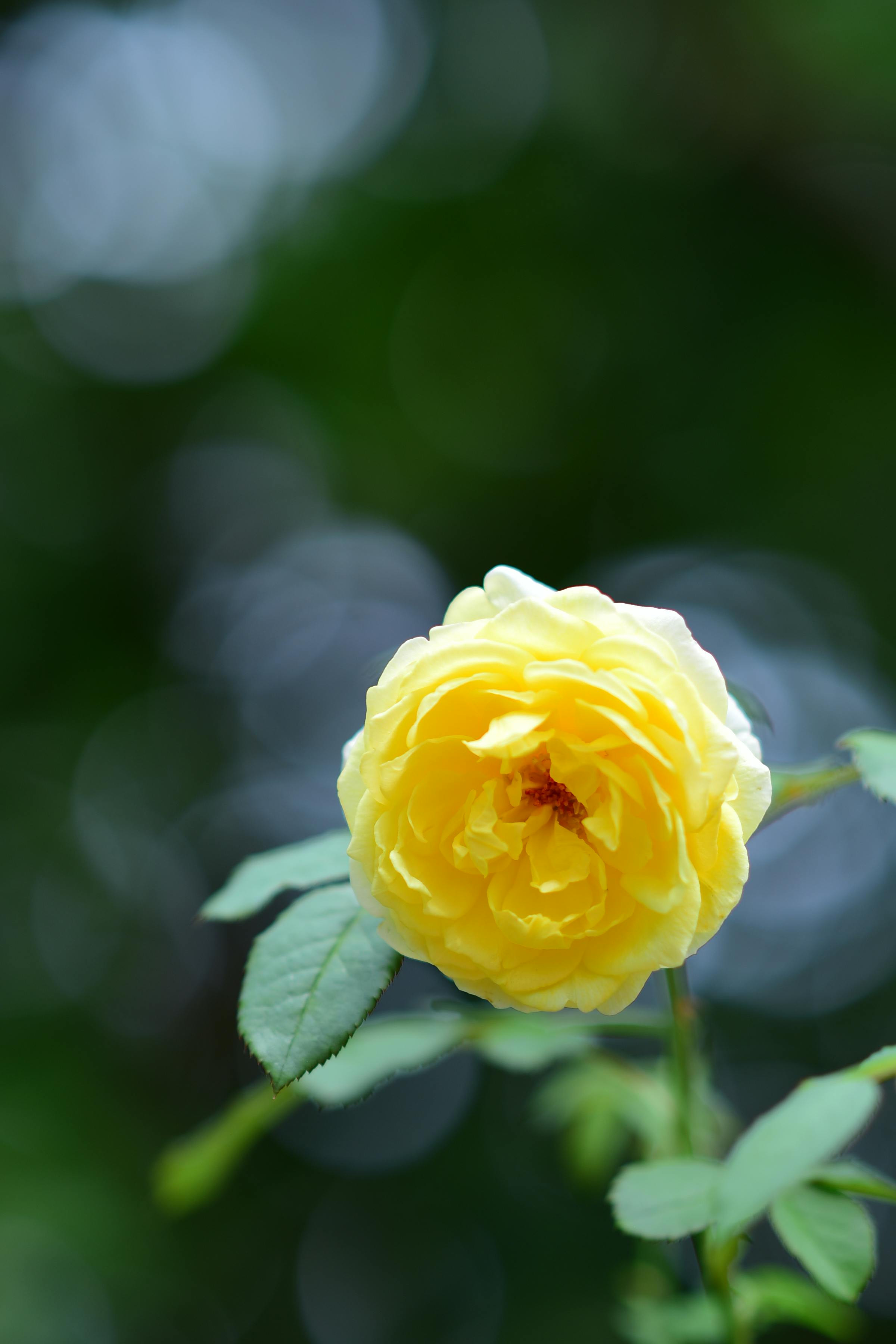 Bông hồng vàng tươi tắn nổi bật trên nền lá xanh mờ ảo